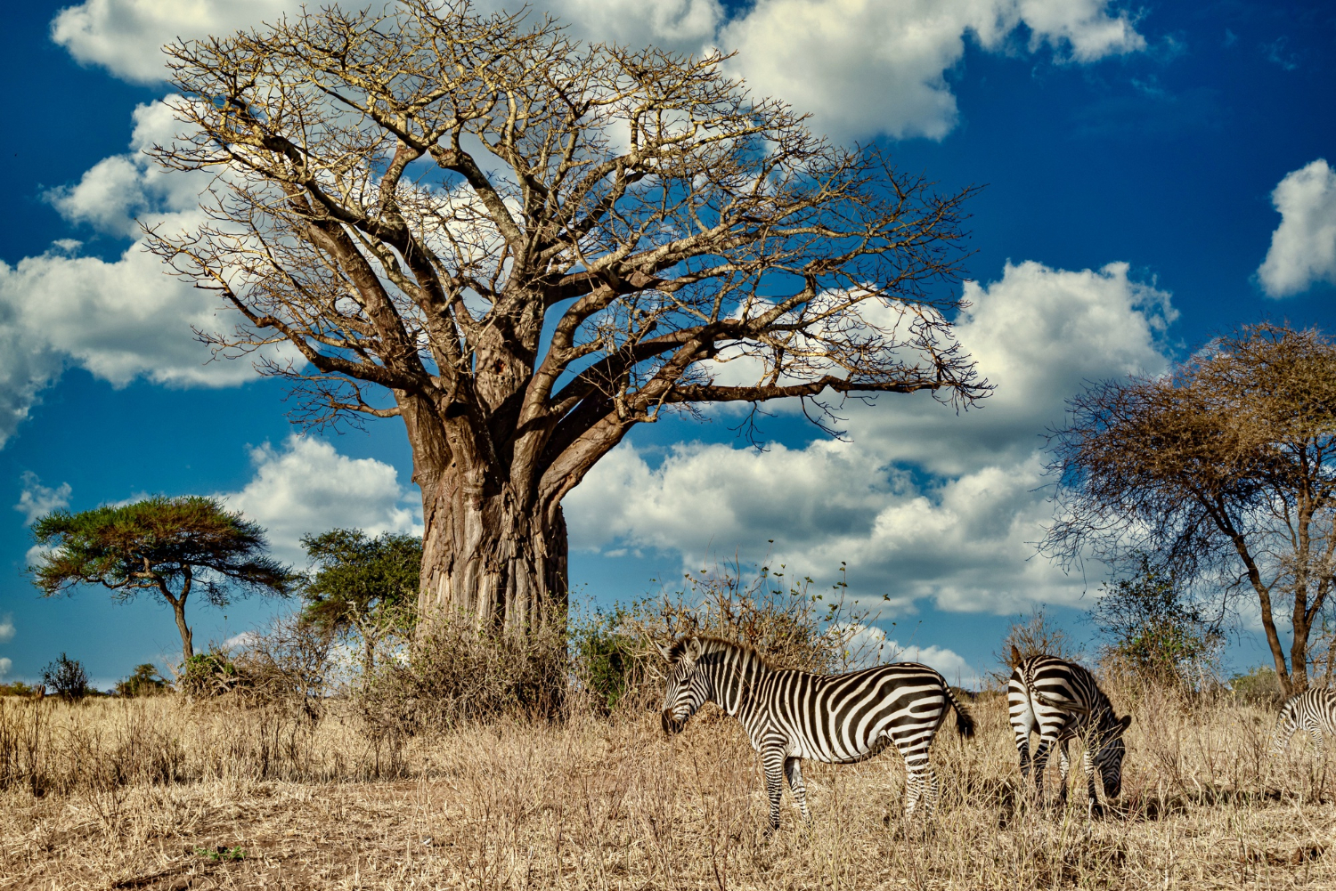 African safari with zebras in the savannah during a trip organized by 2S Africa Travel