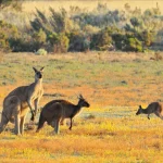 Kangourous dans la nature en Australie, voyage organisé avec 2S Africa Travel, agence de voyages à Rabat