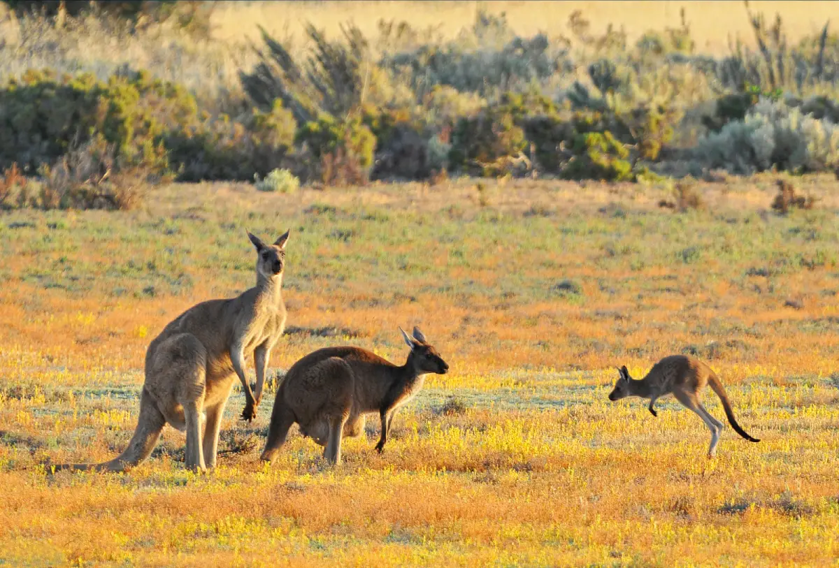 Kangourous dans la nature en Australie, voyage organisé avec 2S Africa Travel, agence de voyages à Rabat